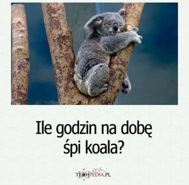 Ile godzin na dobę śpi koala?