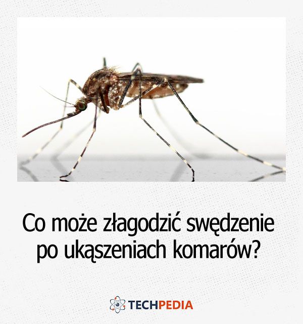 Co może złagodzić swędzenie po ukąszeniach komarów?