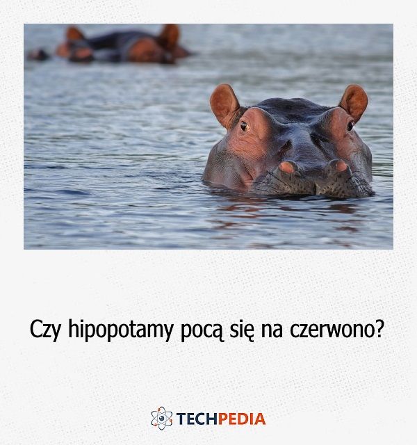 Czy hipopotamy pocą się na czerwono?