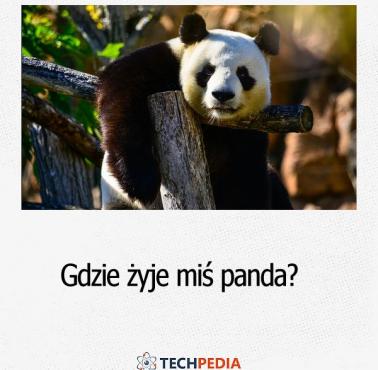 Gdzie żyje miś Panda?