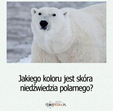 Jakiego koloru jest skóra niedźwiedzia polarnego?