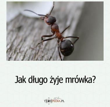 Jak długo żyje mrówka?