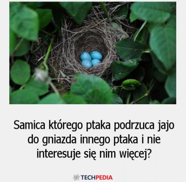 Samica którego ptaka podrzuca jajo do gniazda innego ptaka i nie interesuje się nim więcej?