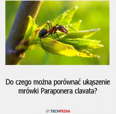 Do czego można porównać ukąszenie mrówki Paraponera clavata?