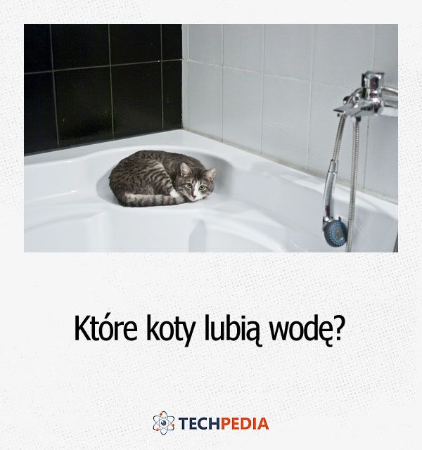 Które koty lubią wodę?