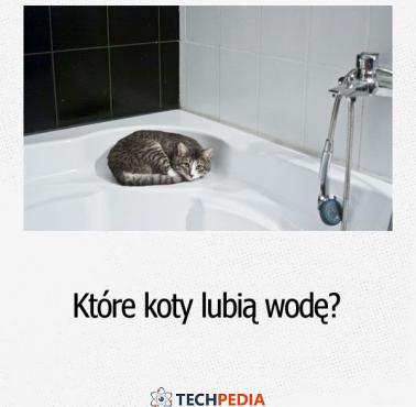 Które koty lubią wodę?