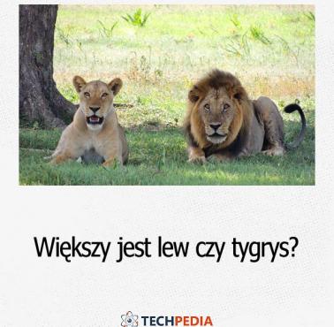 Większy jest lew czy tygrys?