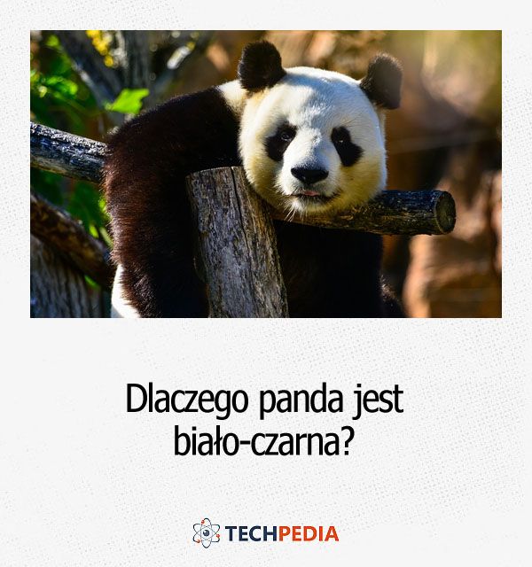 Dlaczego panda jest biało-czarna?