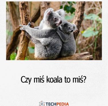 Czy miś koala to miś?