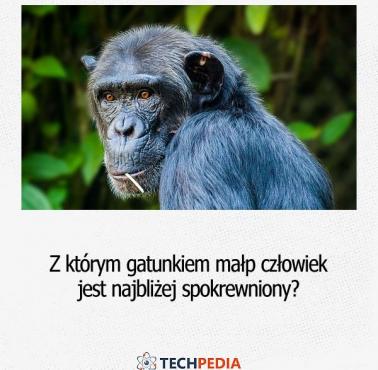 Z którym gatunkiem małp człowiek jest najbliżej spokrewniony?