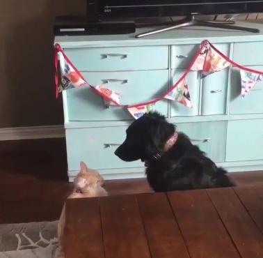 Spotkanie kota z psem, chyba musieli się dobrze znać :) (wideo)
