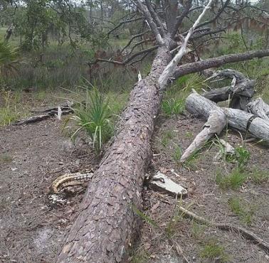 Aligator zabity przez drzewo na wyspie Wassaw w stanie Georgia, podczas huraganu Matthew