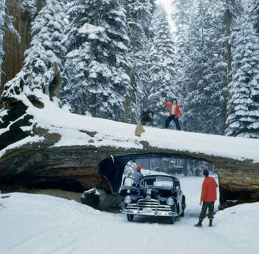 Powalona sekwoja w Sequoia National National Forest, 1951