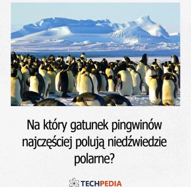 Na który gatunek pingwinów najczęściej polują niedźwiedzie polarne?