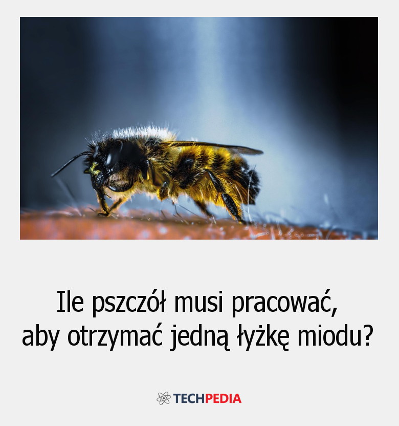 Ile pszczół musi pracować, aby otrzymać jedną łyżkę miodu?