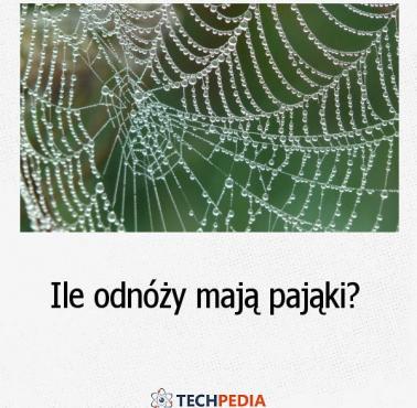 Ile odnóży mają pająki?