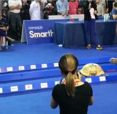 Kto wygra wyścig - żółw czy królik? (wideo)