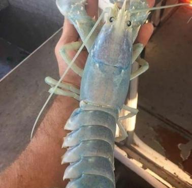 Rzadki półprzezroczysty homar złowiony przez rybaka u wybrzeży Maine, USA