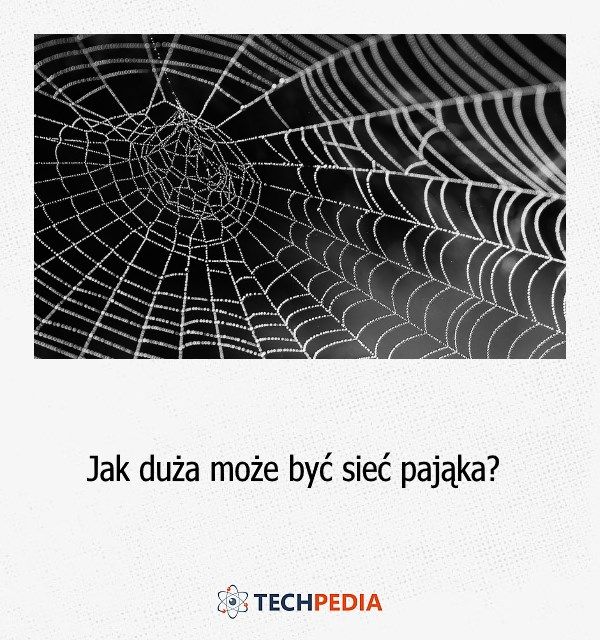 Jak duża może być sieć pająka?