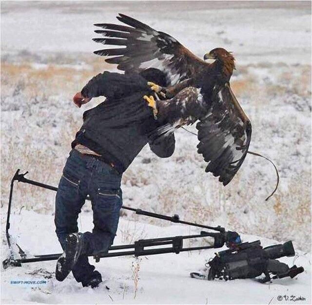 Człowiek zaatakowany przez orła, Kazachstan