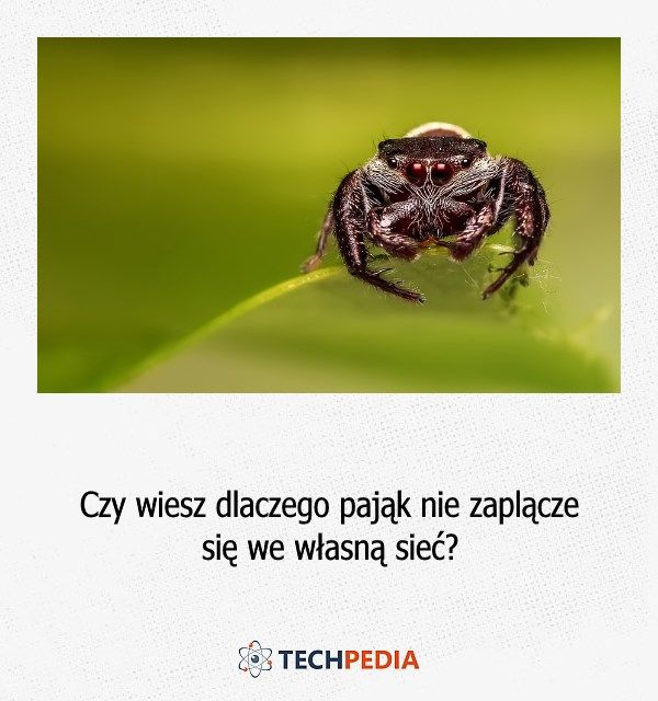 Czy wiesz dlaczego pająk nie zaplącze się we własną sieć?