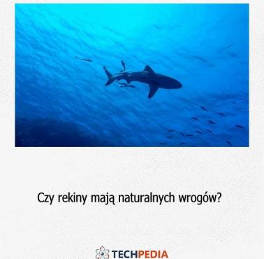 Czy rekiny mają naturalnych wrogów?