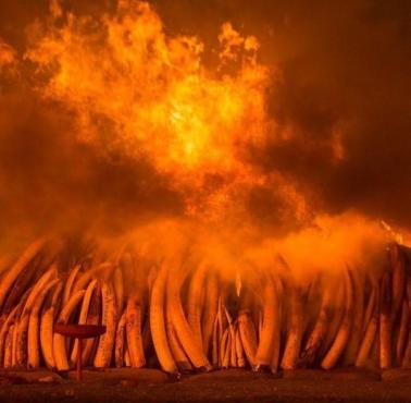 Kenijscy strażnicy palą odebraną kłusownikom kość słoniową