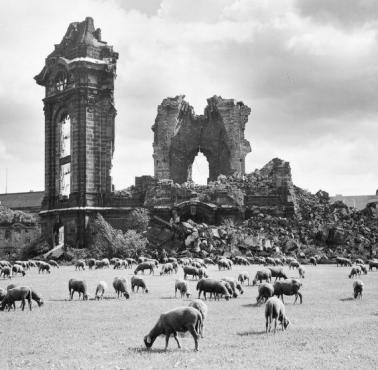 Wypas owiec tuż przy zniszczonym Kościele Marii Panny w Dreźnie, 1957