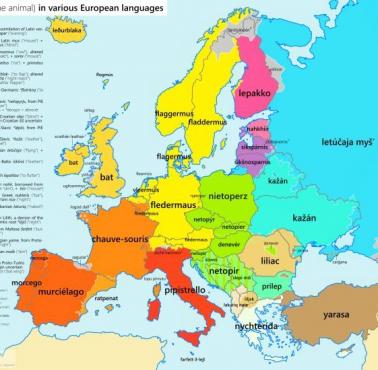 Słowo "nietoperz" w różnych europejskich językach