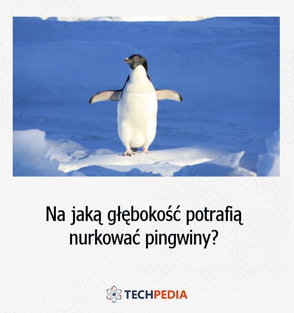 Na jaką głębokość potrafią nurkować pingwiny?