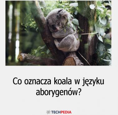 Co oznacza koala w języku aborygenów?