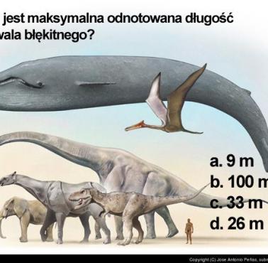 Jaką długość może osiągnąć płetwal błękitny?