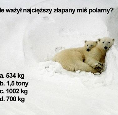 Ile ważył największy miś polarny złapany na wolności?