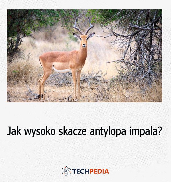 Jak wysoko skacze antylopa impala?