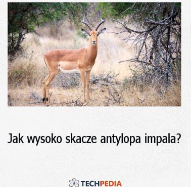 Jak wysoko skacze antylopa impala?