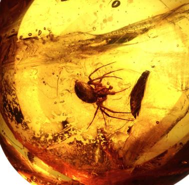 Zastygły w bursztynie pająk, którego wiek szacuje się na 20 mln lat, Dominikana