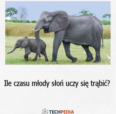 Ile czasu młody słoń uczy się trąbić?