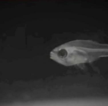 Ryba uwalnia bioluminescencyjny środek chemiczny, który oświetla ją od środka (wideo)