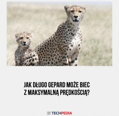 Jak długo gepard może biec z maksymalną prędkością?