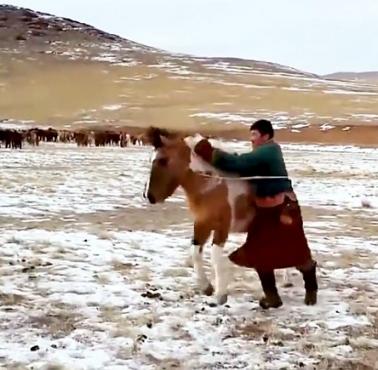 Oswajanie dzikiego konia w Mongolii