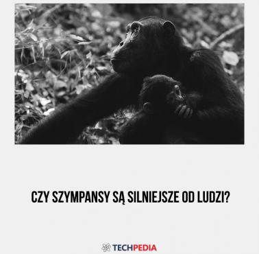 Czy szympansy są silniejsze od ludzi?