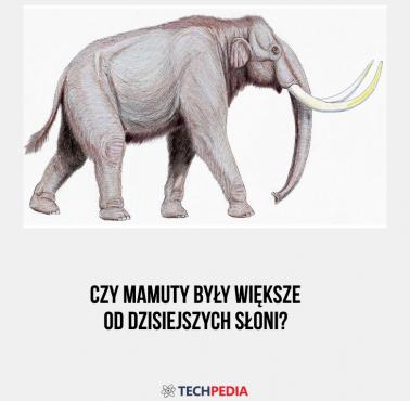 Czy mamuty były większe od dzisiejszych słoni?