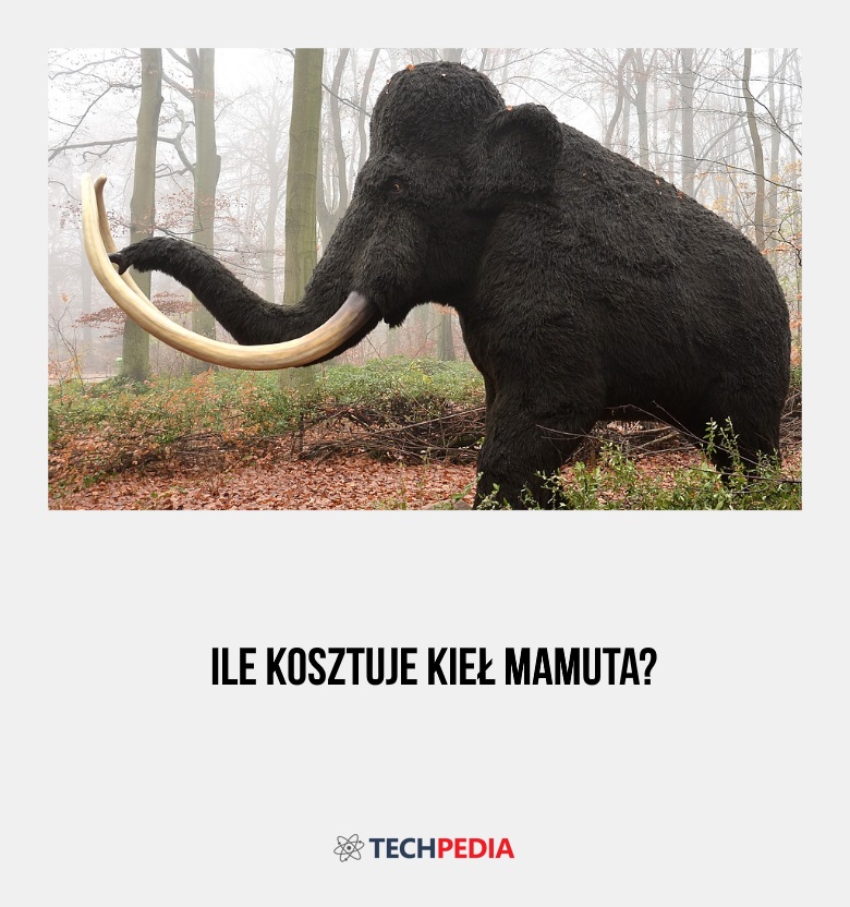 Ile kosztuje kieł mamuta?