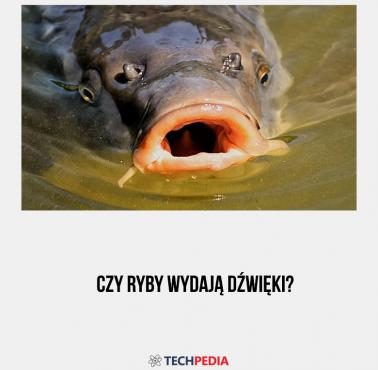 Czy ryby wydają dźwięki?