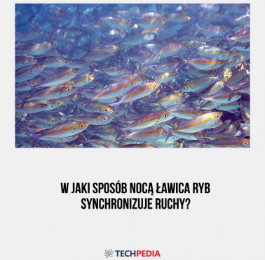 W jaki sposób nocą ławica ryb synchronizuje ruchy?
