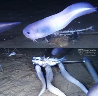 Ryba (atacama snailfish) odkryta w rowie Atacama u wybrzeży Ameryki Południowej na głębokości 8000 m