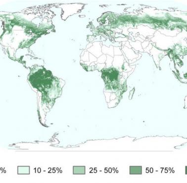 Światowa gęstość pokrywy leśnej