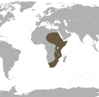 Gdzie Australopithecus występował naturalnie na świecie