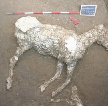 Odkryty w Pompejach skamieniały koń
