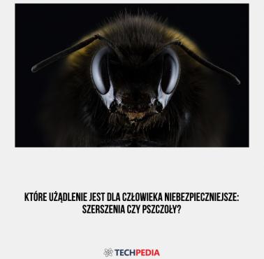Które użądlenie jest dla człowieka niebezpieczniejsze: szerszenia czy pszczoły?